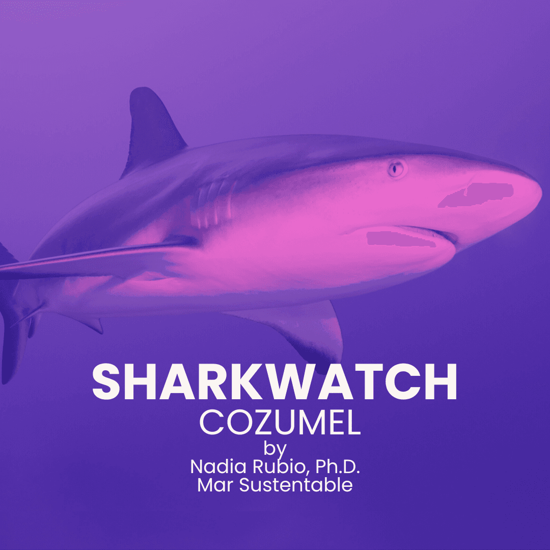 Sharkwatch Cozumel — Open Megafauna Observatory
